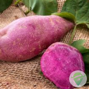 Batata-doce de polpa roxa BRS Anembé
