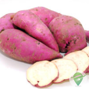 Batata-doce Brs Rubissol
