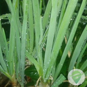 Cebolinha Verde