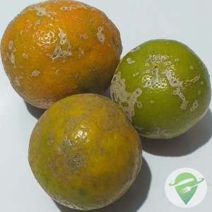 Limão Cravo