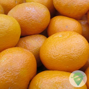 Bergamota Montenegrina