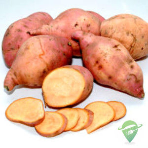 Batata-doce Brs Amelia